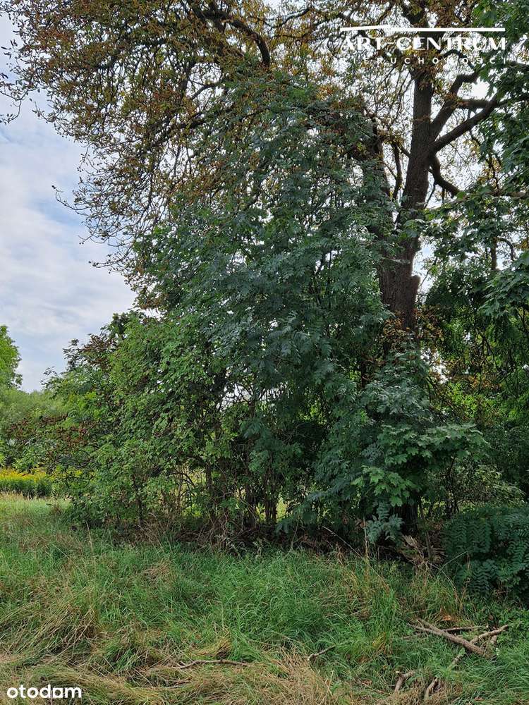 Działka w Serocku z drzewami-6