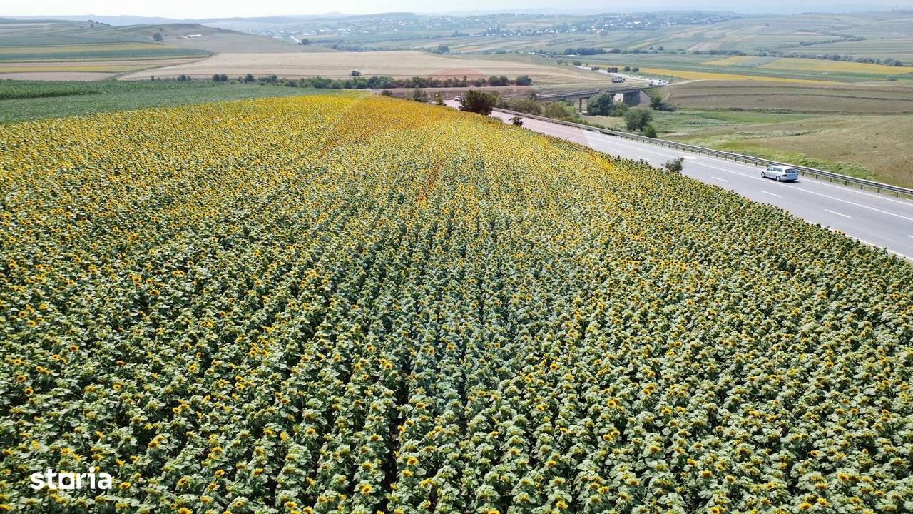 Teren 3,500mp Ilisesti / Strada Principala - Imagine principală: 3/15