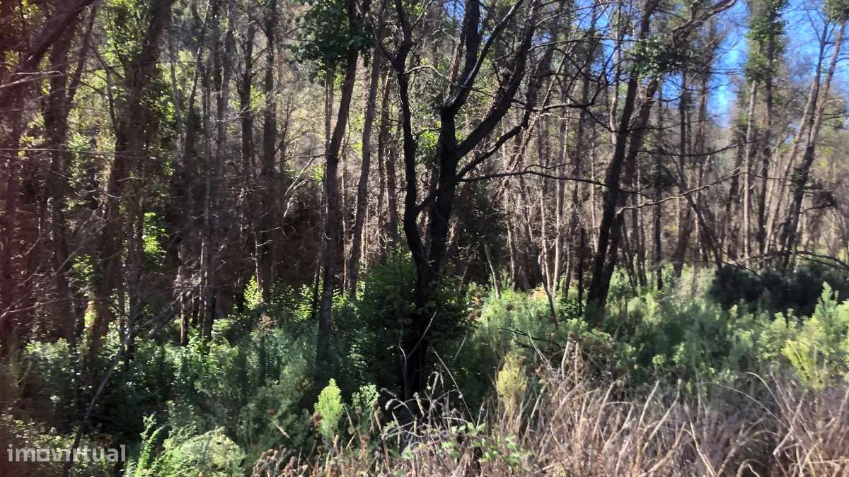 Quintinha Azia - Grande imagem: 5/6