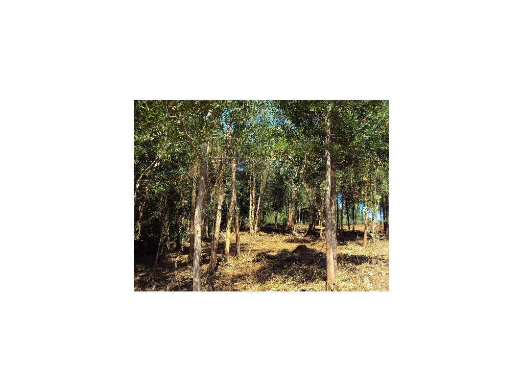 Terreno de construção em Paredes de Coura - Grande imagem: 5/6