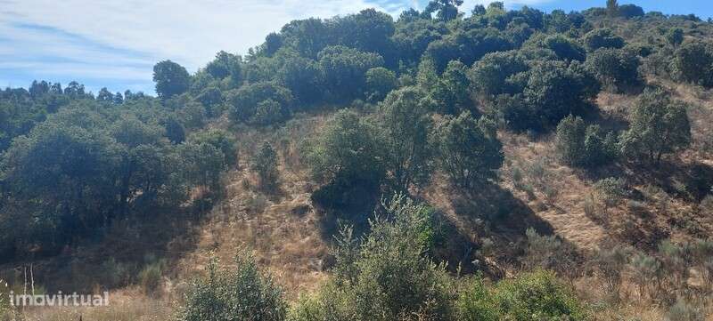Terreno rústico em Carris, Pereiros, São João da Pesqueira - Grande imagem: 5/20