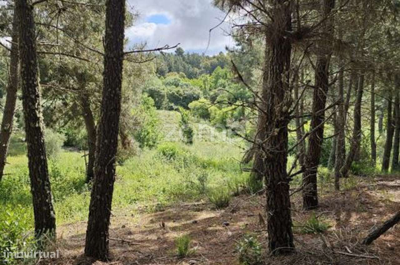 Terreno, 39 100 m², Favaios-23