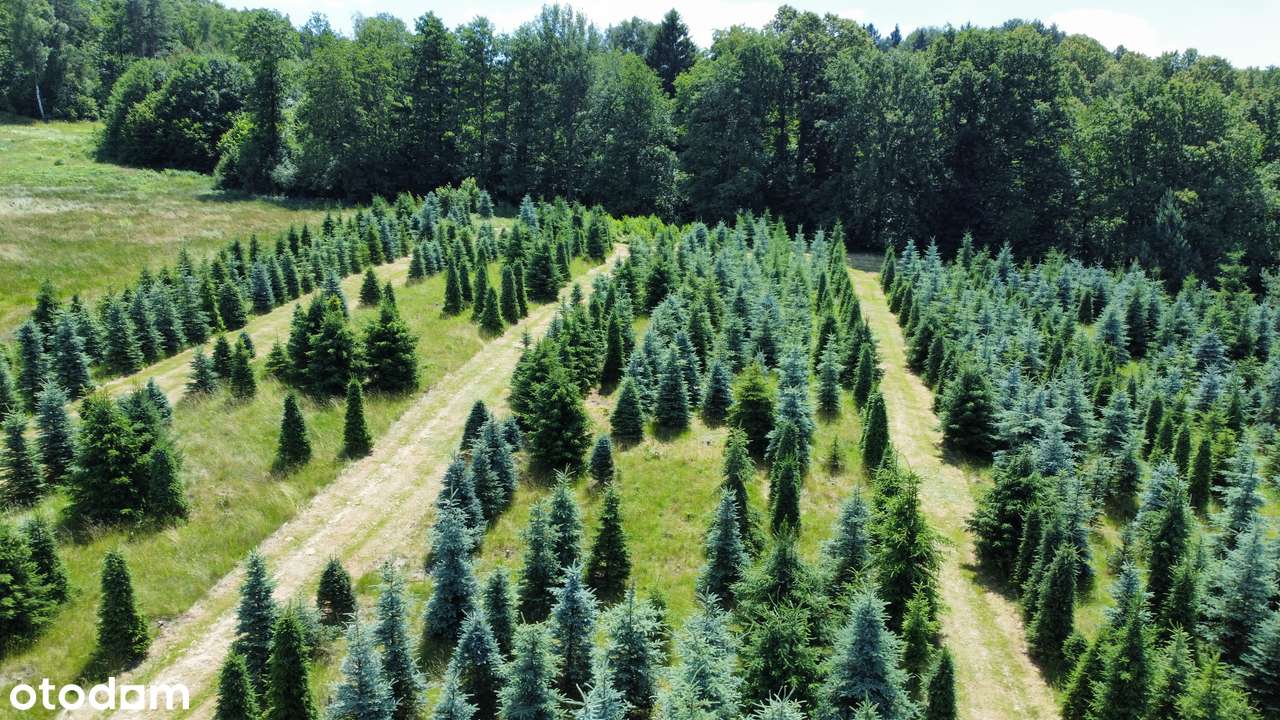 Działka, 61 800 m², Gryfów Śląski-12