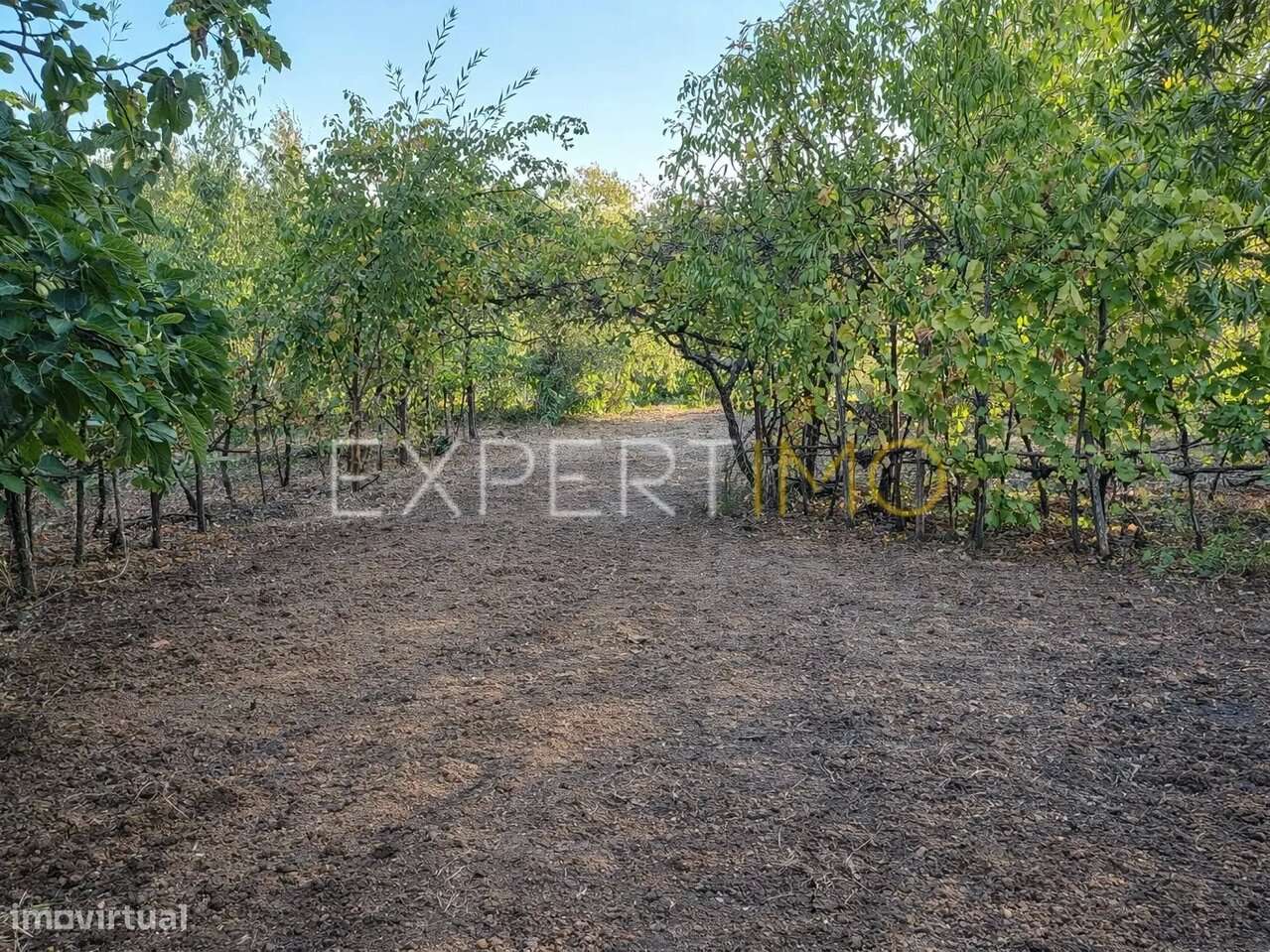 Moradia T5 com Terreno - Tábua-21