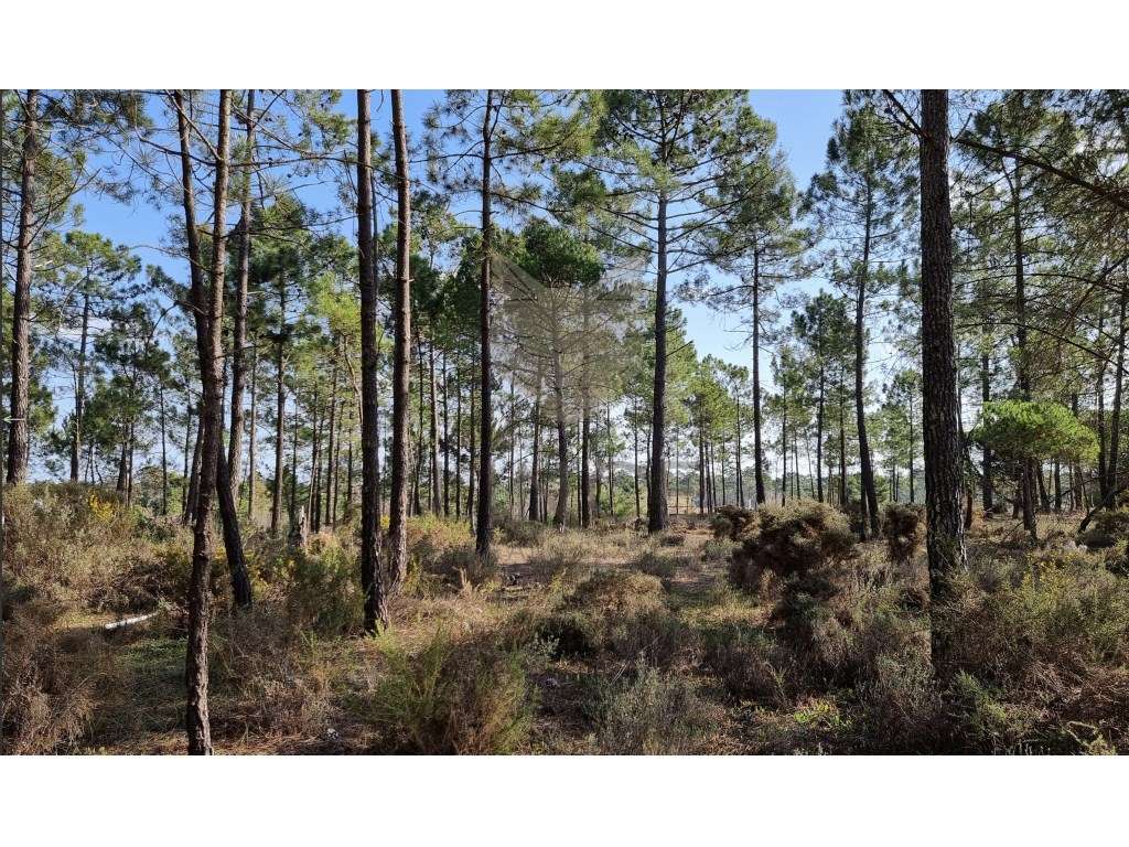 Lote de terreno com projecto para moradia V6 Brejos da Carregueira ... - Grande imagem: 5/14