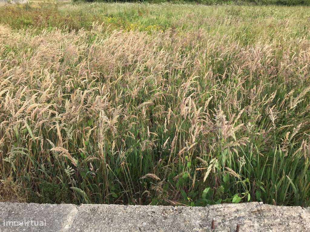 Terreno para construção de moradia - Estarreja - Grande imagem: 4/7