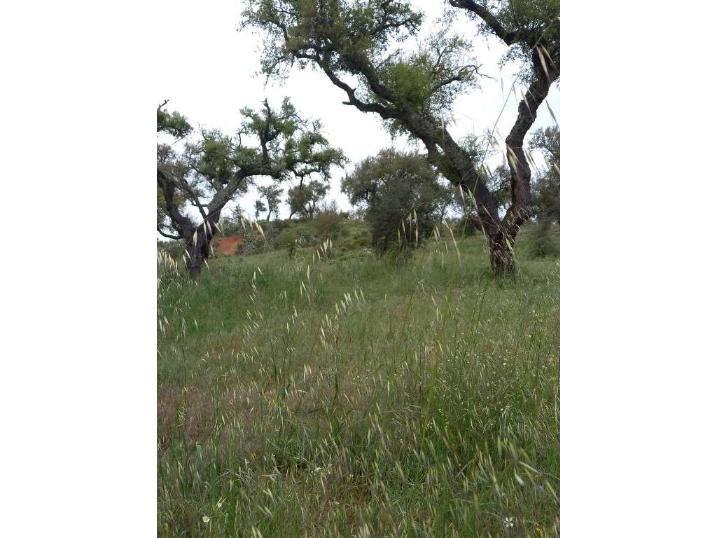 Monte Alentejano - Grândola-10