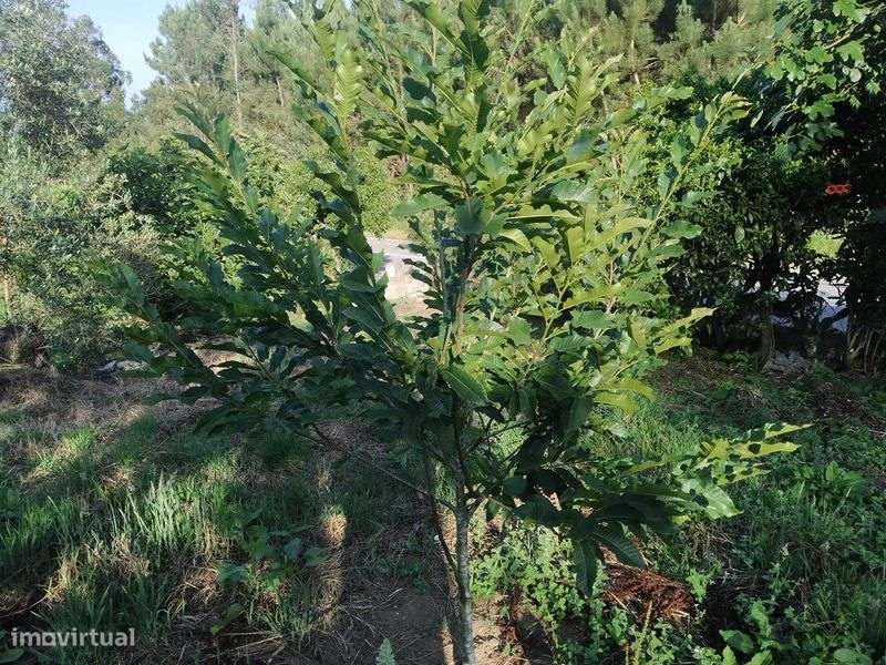 Terreno com 3700m2 na Rua do Marco, Feteira, Pombal - Grande imagem: 4/12