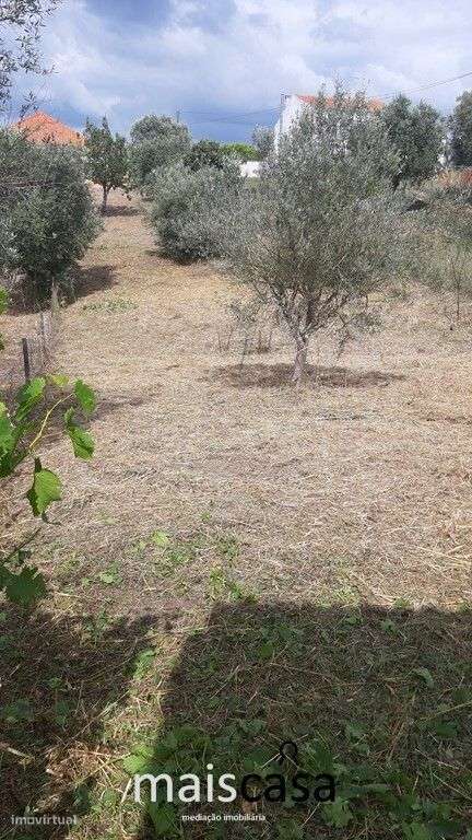 Lote Urbano com Árvores !-6