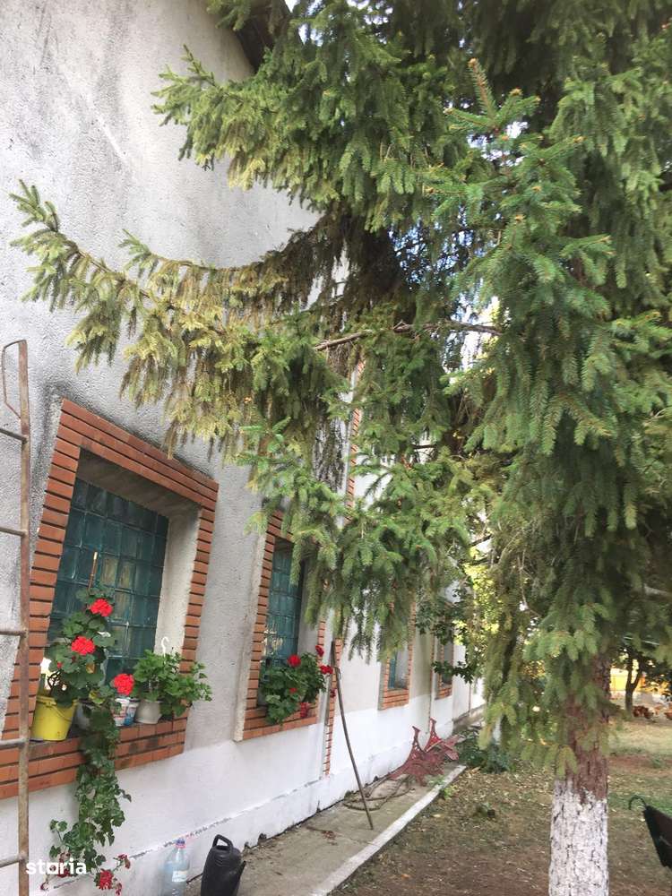 De Vanzare – Ferma de Pomi Fructiferi, 48,8 ha, Iancu Jianu, Jud. Olt - Imagine principală: 5/20