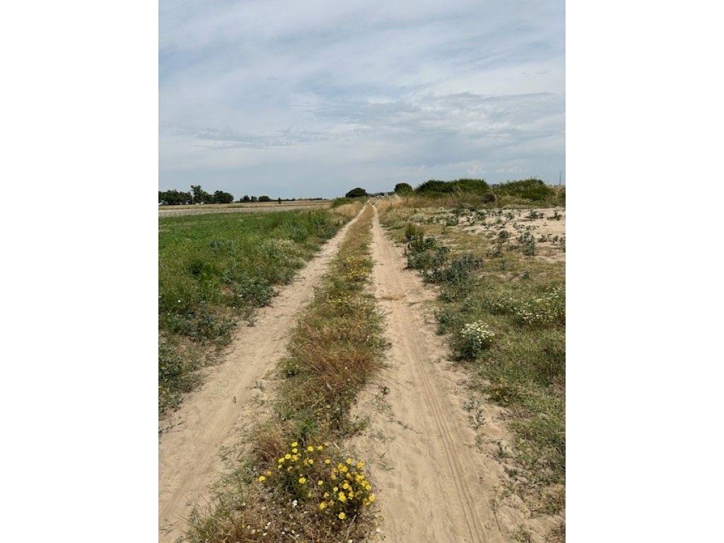 MONTIJO - FAIAS - TERRENO RÚSTICO c/ 11.000m2