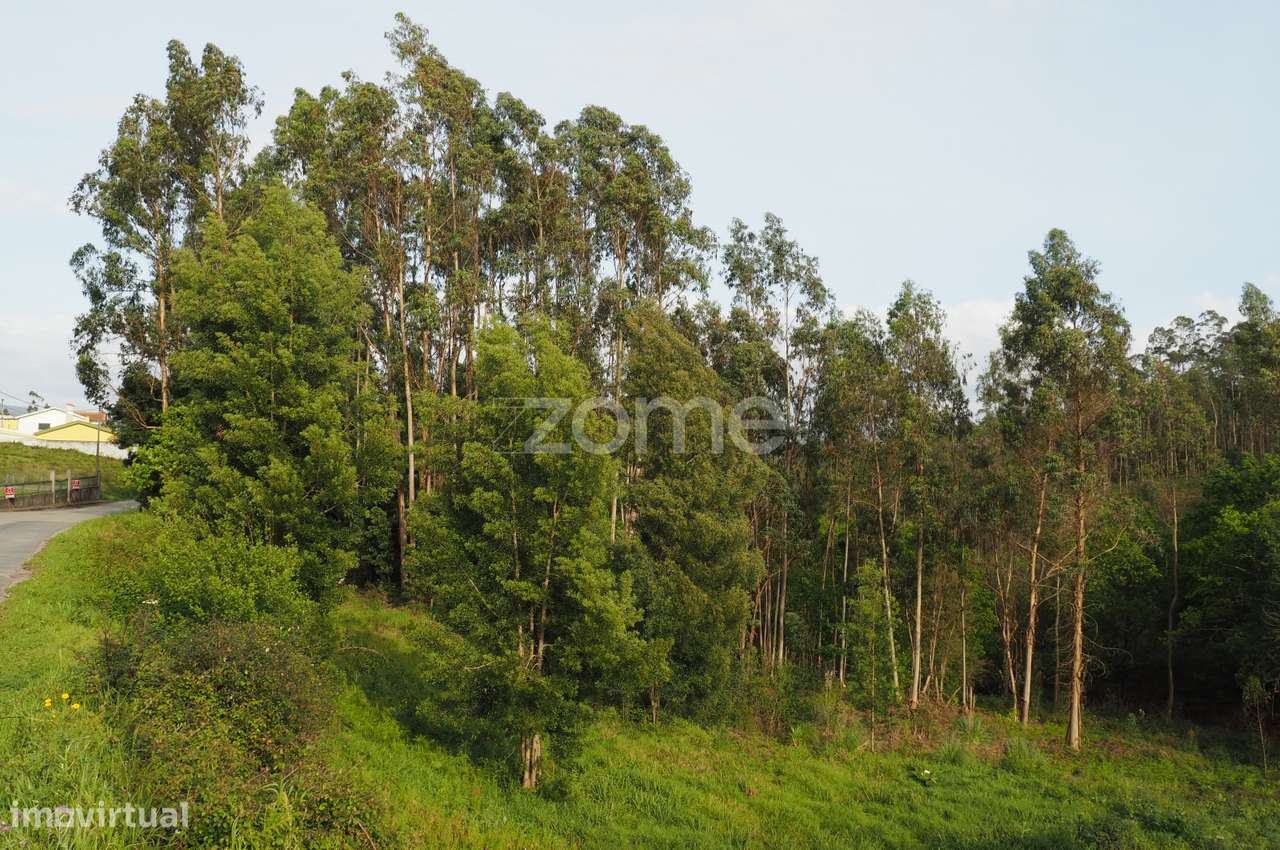 Terreno para Construção em Altura | Valongo do Vouga | Águeda - Grande imagem: 5/15