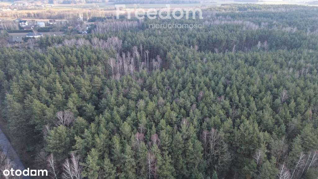 Działka 4000m2 z Warunkami zabudowy - Pełny obrazek: 3/8