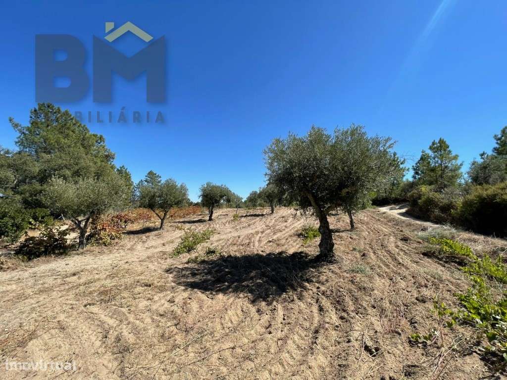 Quintinha de 4.920 m² à venda em Juncal do Campo! - Grande imagem: 4/14