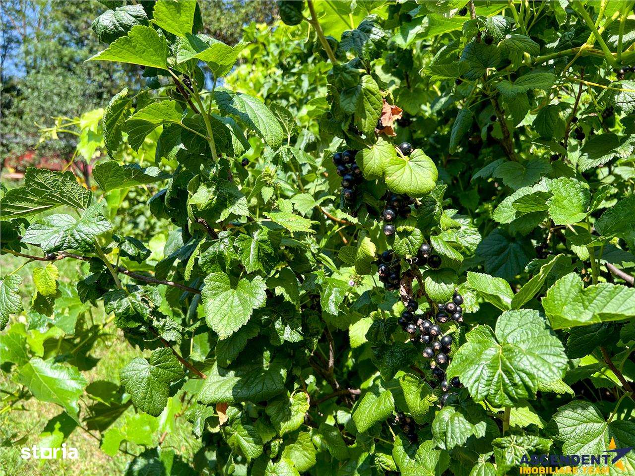 Casa armonios compartimentata, 834 mp teren, Ilieni, Covasna: FILM! - Imagine principală: 4/20