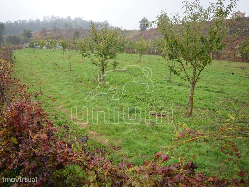 Terreno em Freixo - Grande imagem: 4/6