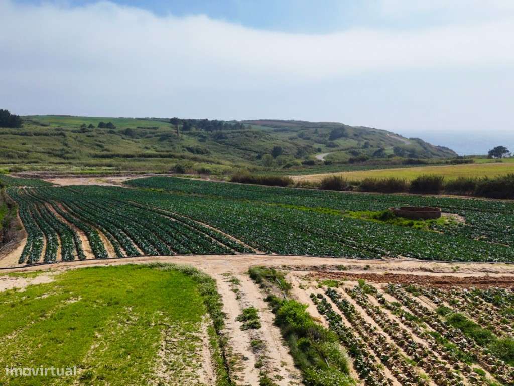 Venda de 2 Terrenos Agrícolas na zona do Paimogo, Lourinhã-30