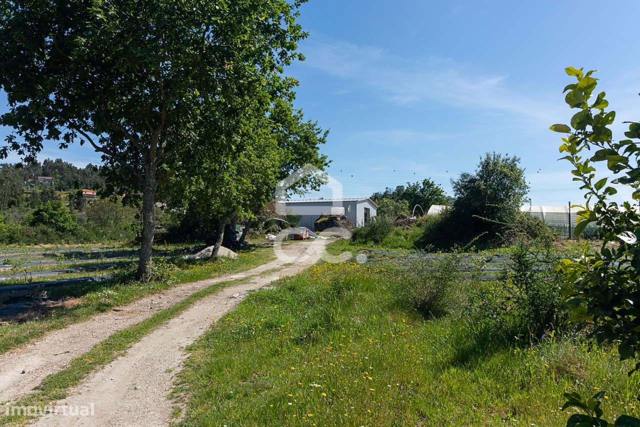 Quinta com Produção de mirtilo e framboesa em Requeixo - Póvoa de Lanh - Grande imagem: 5/29