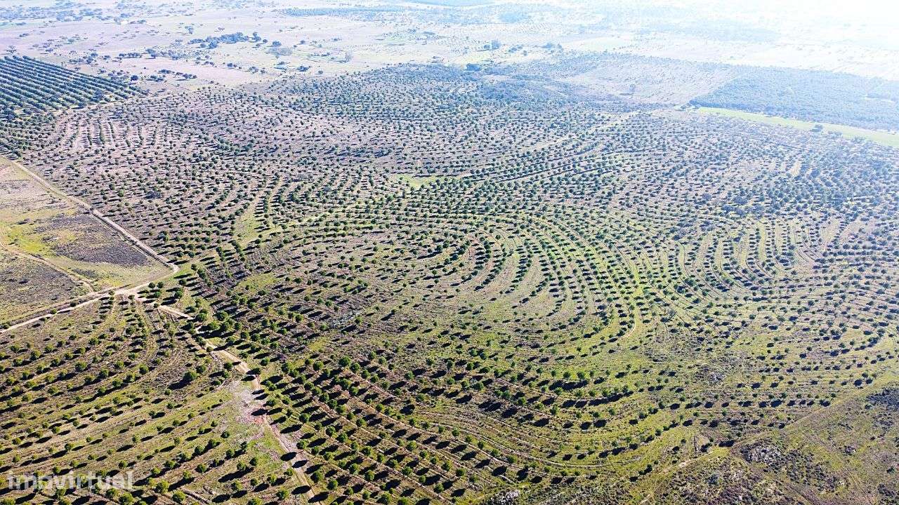 Herdade junto ao Lago de Alqueva - Mourão-14