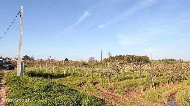 Terreno Rústico com potencial agrícola junto ao Cadaval - Grande imagem: 5/11