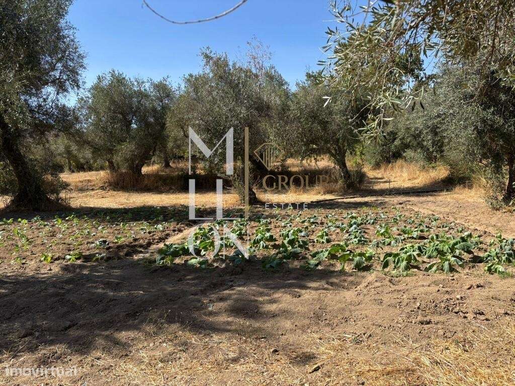 Quinta com 10 hectares — Tranquilidade, potencial e múltiplas valência-11