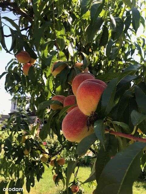 Dom wolnostojący z owocowym sadem. - Pełny obrazek: 5/13