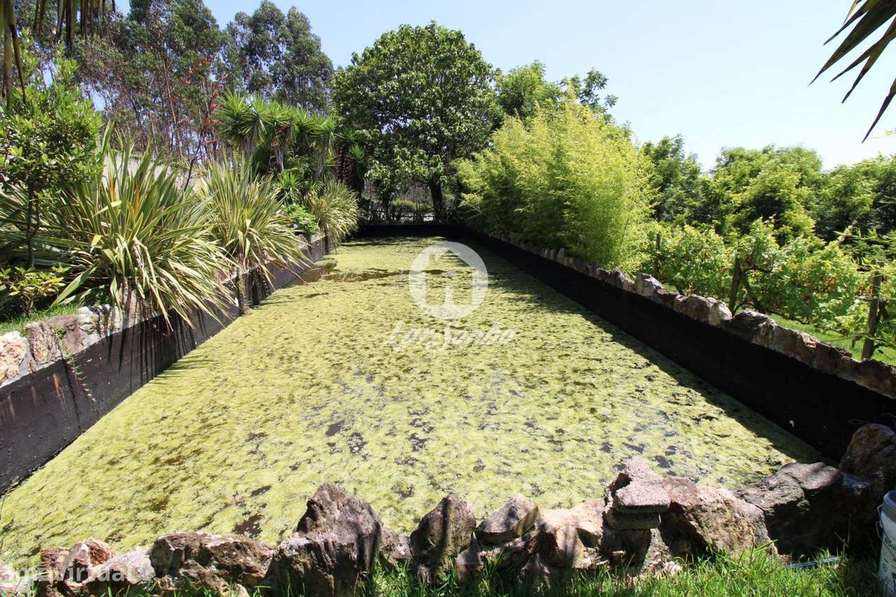 Quintinha com 28.710m2 em Ribeirão - Grande imagem: 5/23