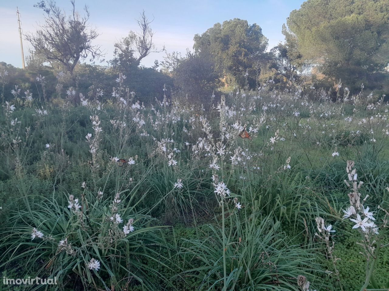 Terreno Zona Calma