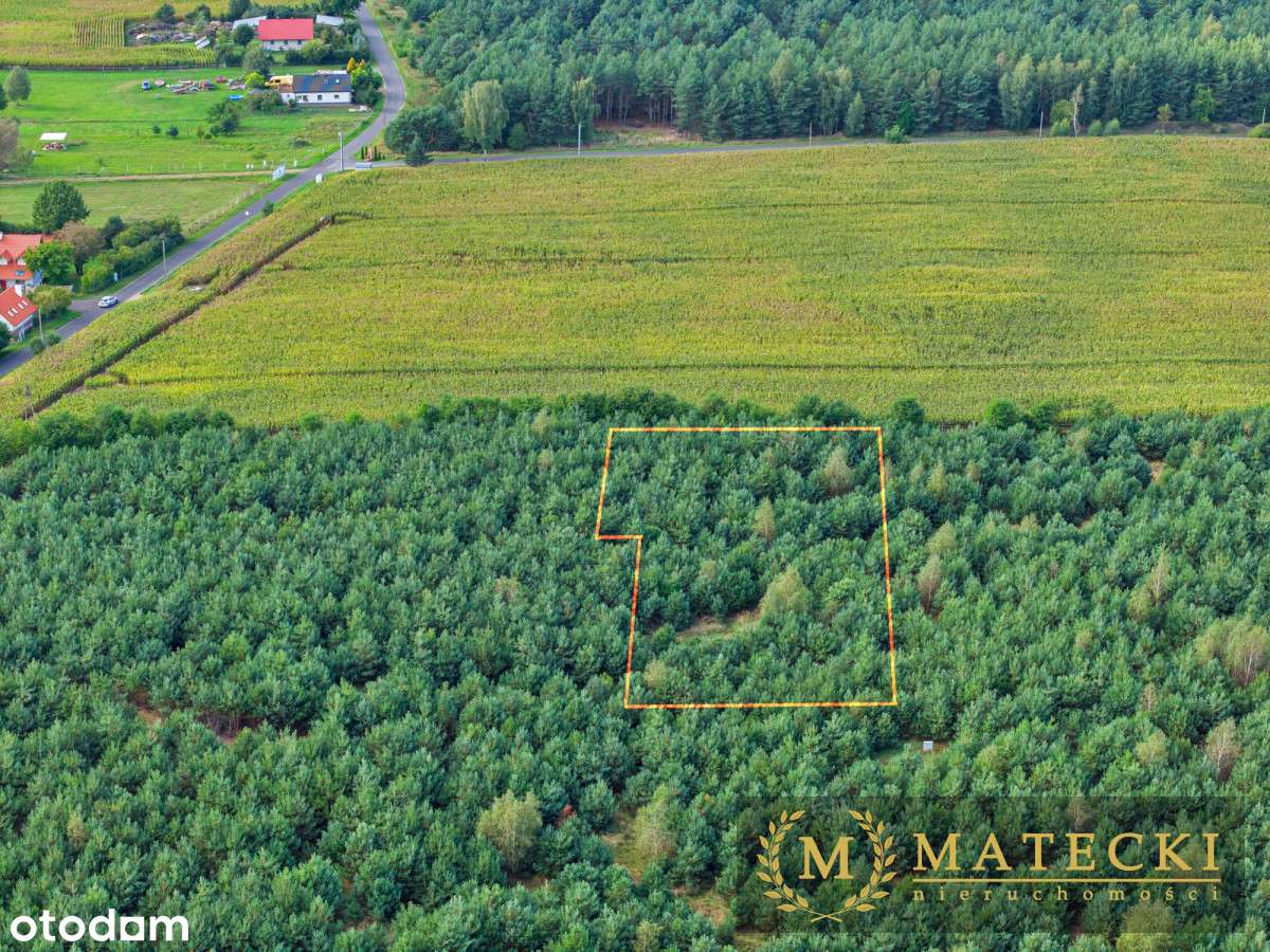 Wyjątkowa, duża działka z drzewami - Pełny obrazek: 4/20