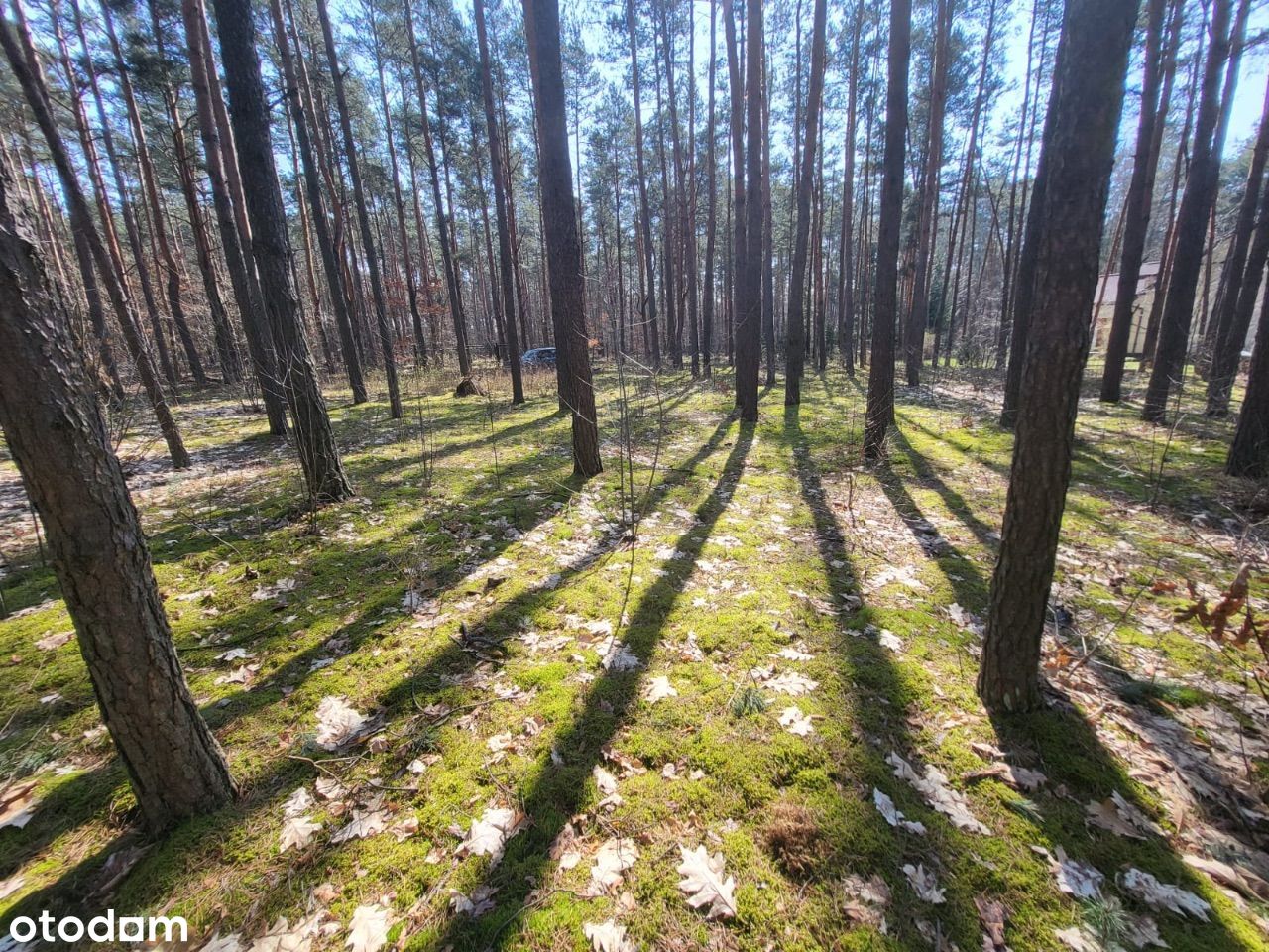 Piękna działka w otulinie leśnej z prawem doBudowy