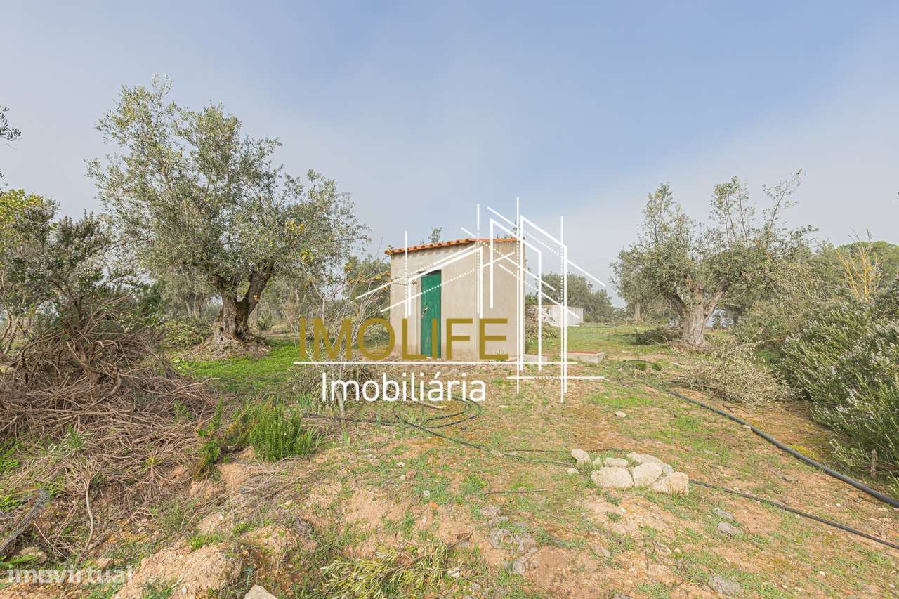 MONTINHO DO CHIADO - MALARRANHA - PAVIA-23