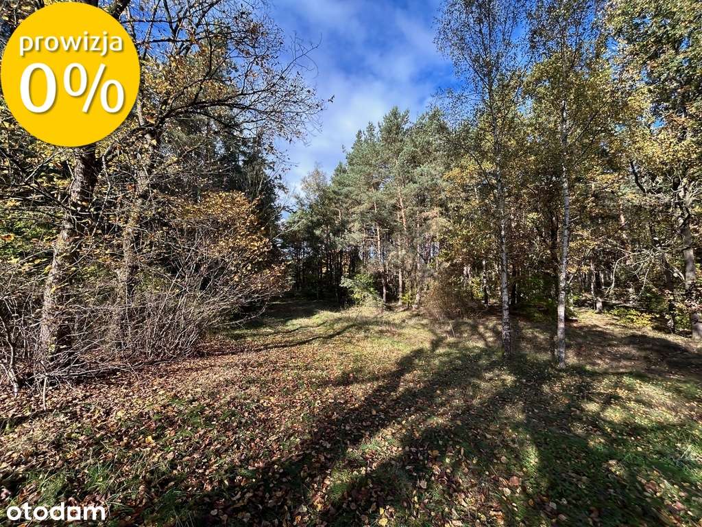 Siedlisko | 8,2 ha | Jędrzejewo k. Czarnkowa - Pełny obrazek: 5/12