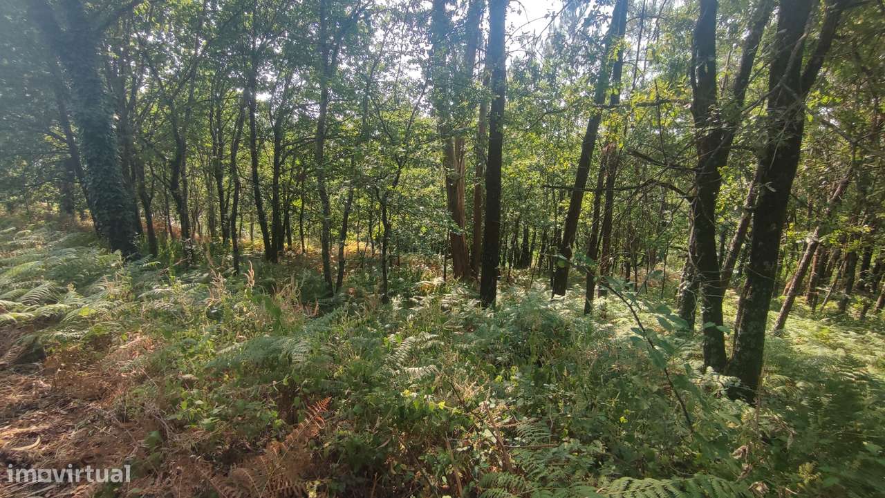 Terreno em Fiscal, Amares-7