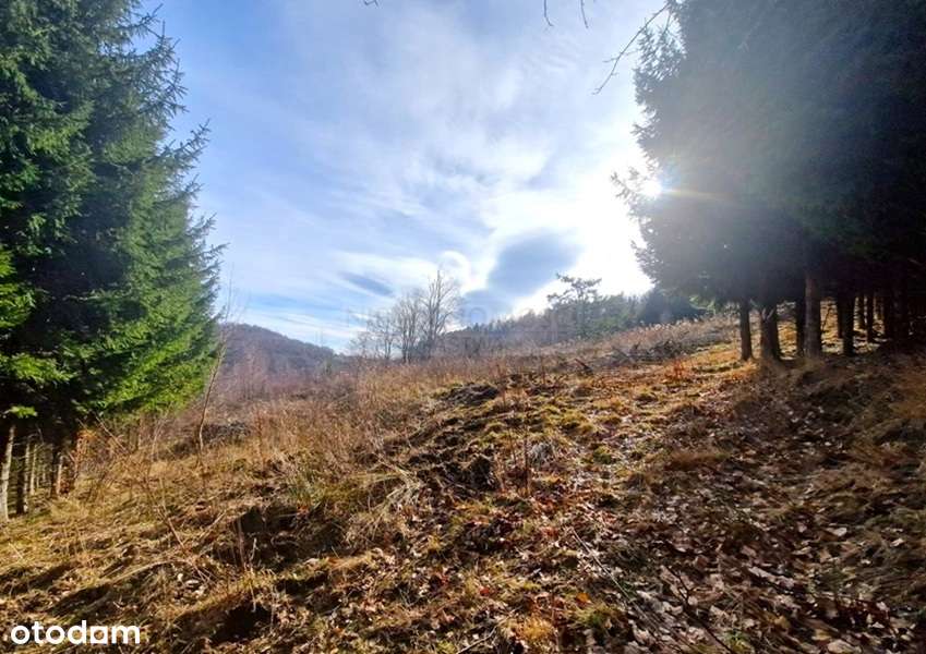 Duża działka budowlano-inwestycyjna/Góry Sowie!-3