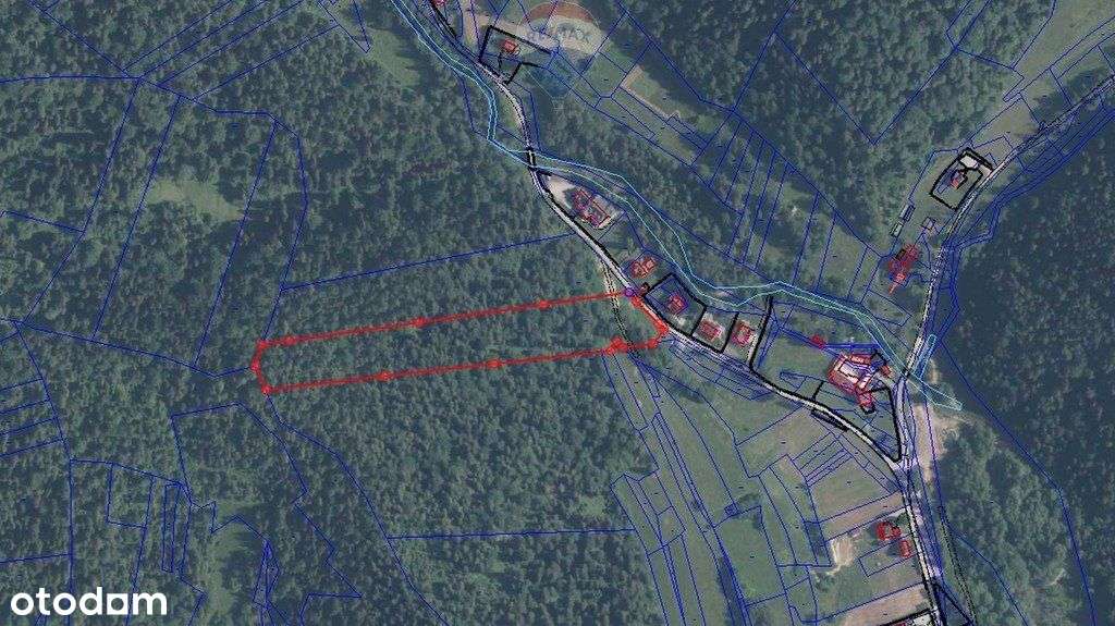 Łopuszna - duża dzialka leśna - Pełny obrazek: 5/7