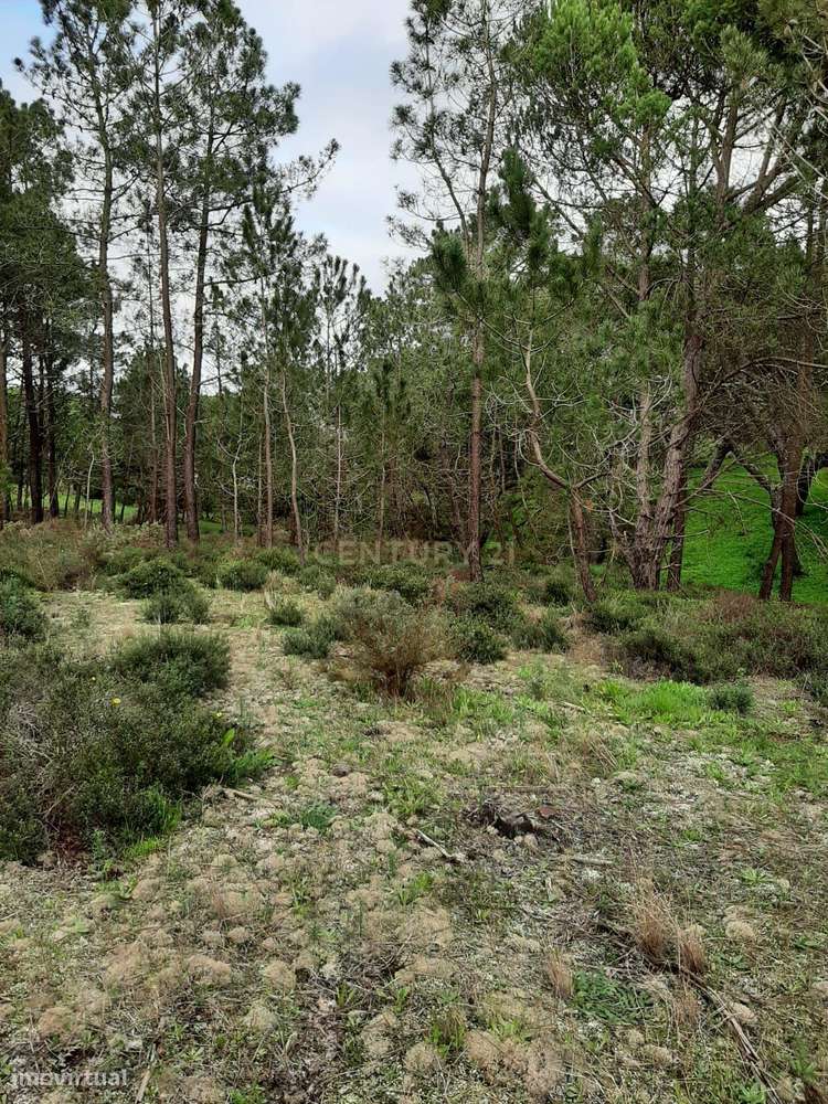 Terreno Fornos- Entre o Meco e Alfarim - Grande imagem: 4/6