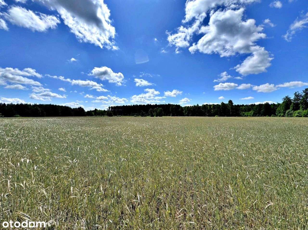 Działki Budowlane z Wz, Otulina Łąk i Lasów, Graby - Pełny obrazek: 3/12