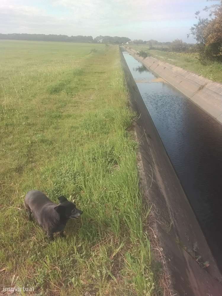 OrganicSweetPotatoesLiraMushroomsSeaweedAcerolaTableGrapeAloeVeraHoney - Grande imagem: 4/6