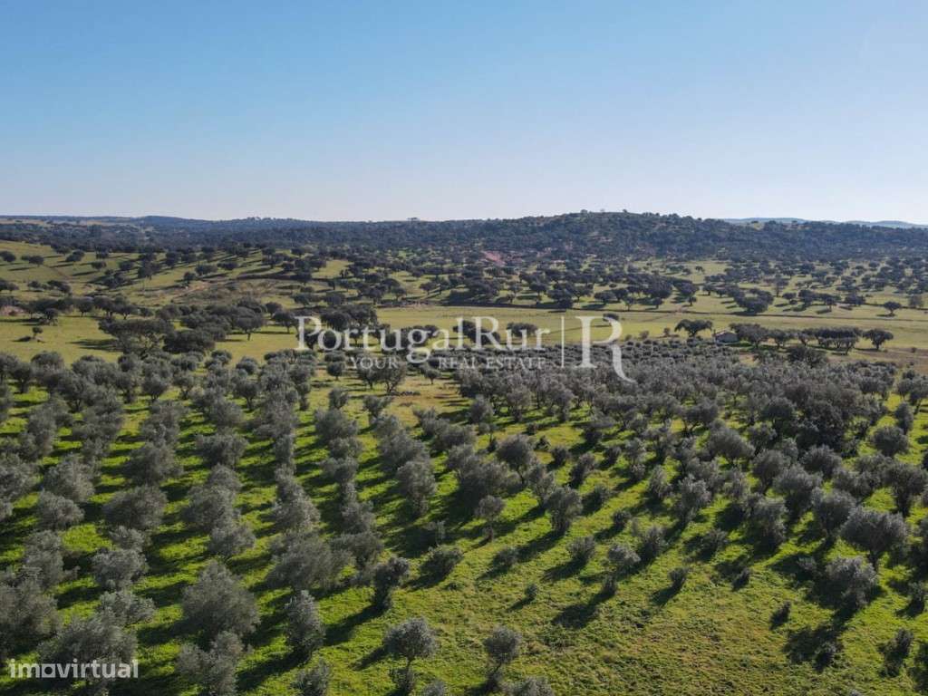 Herdade de 18 hectares perto de Estremoz-21