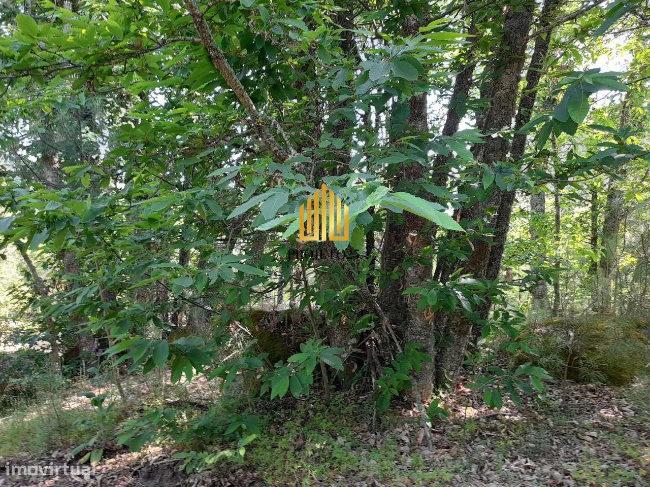 Terreno único com 21.500 m² Zona Vinhateira - Projeto Turístico-32