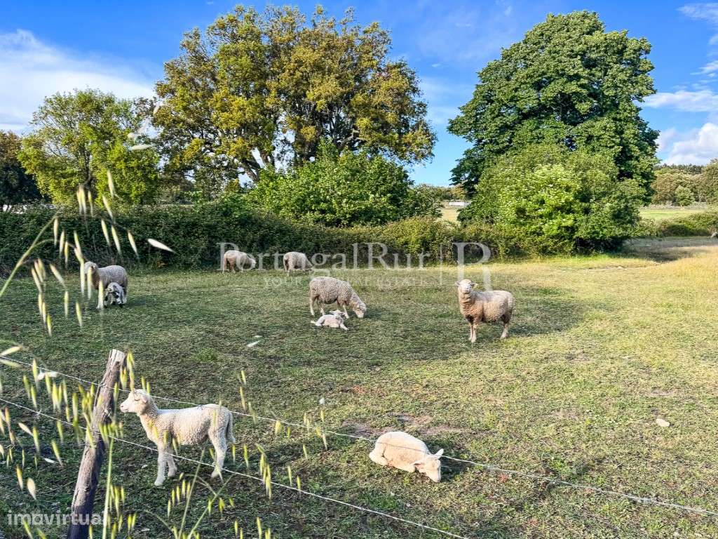 Quinta de 10 ha com projeto aprovado para 2 moradias em Marvão-48