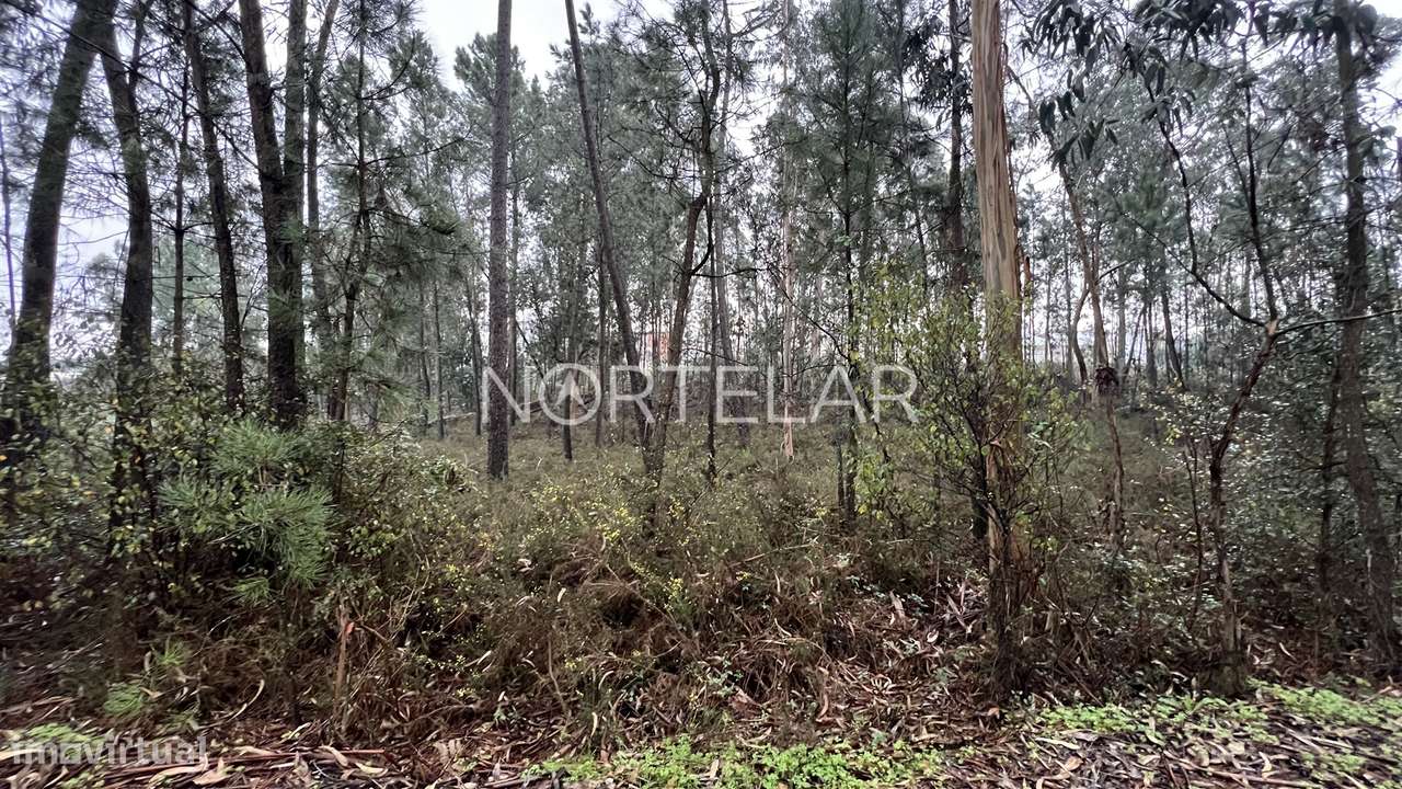 Terreno Rústico com 4.200 m² – Covelas, Trofa - Grande imagem: 5/8