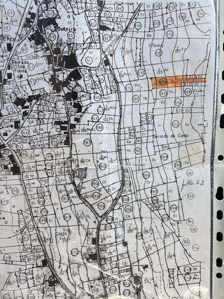 Terreno com eucaliptos - Grande imagem: 2/3