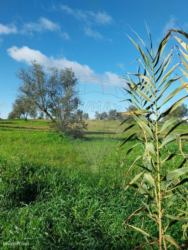 Terreno  para venda