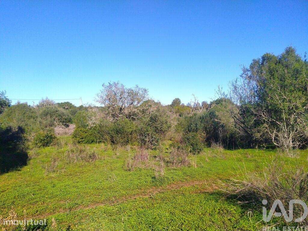 Terreno de Lazer em Barão de São Miguel de 9160,00 m2 - Grande imagem: 5/30