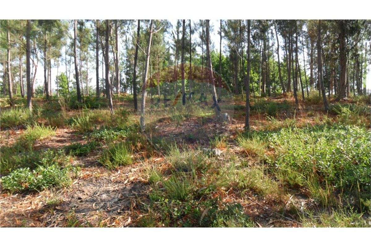 Terreno T0 para venda - Grande imagem: 4/7