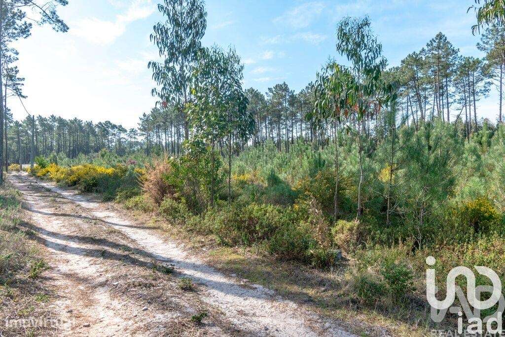 Terreno Agrícola em Marinha Grande - Grande imagem: 4/6