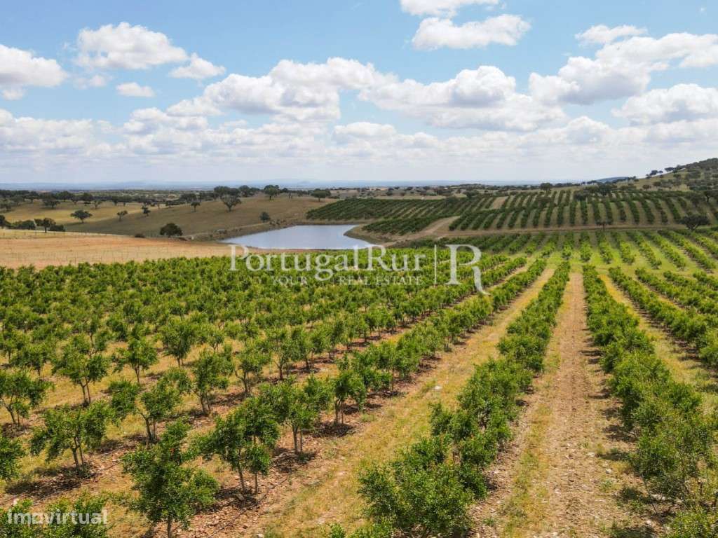 Terreno de 14 ha com plantação de Romaneiras - Grande imagem: 4/60