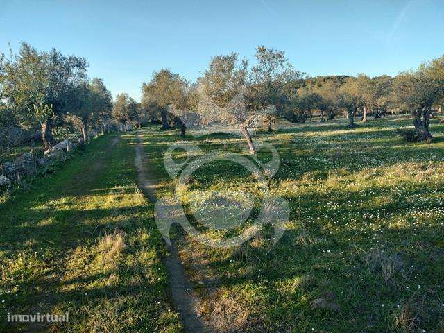 OLIVAL PARA VENDA EM CARRAPATELO - CORVAL-28