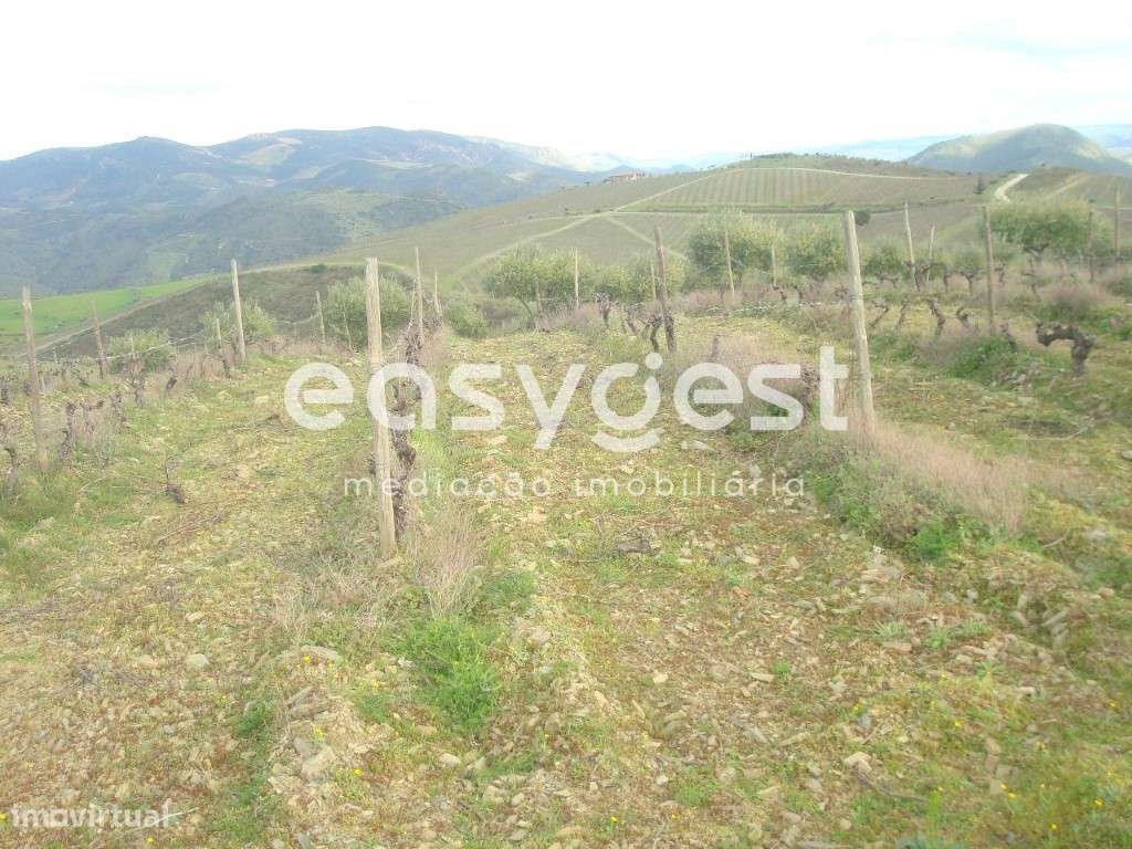 Excelente terreno agrícola em Vila nova de Foz Côa - Grande imagem: 4/12